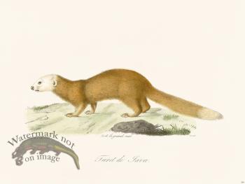 Cuvier 226 Jave Ferret